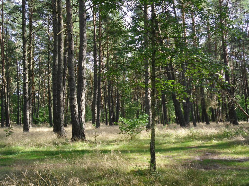 Kastavengrund - Ferienhaeuser Mit Kamin Люхен Екстериор снимка
